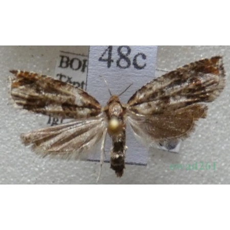 Ancylis achatana (Denis & Schiffermüller, 1775) Czech48c